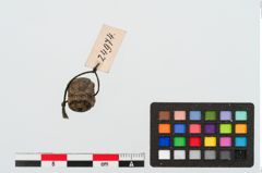 Foto von Glasringaugenperle (NHMW-PRAE-024974)